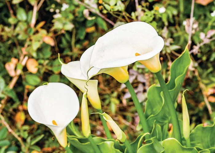 Hoya Charcos * Icod el Alto