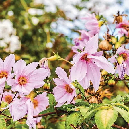 Hoya Charcos Icod el Alto