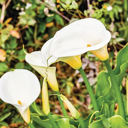 Hoya Charcos * Icod el Alto