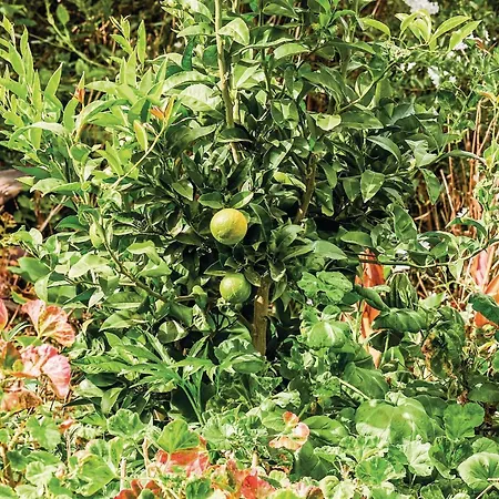 Hoya Charcos 펜션 *