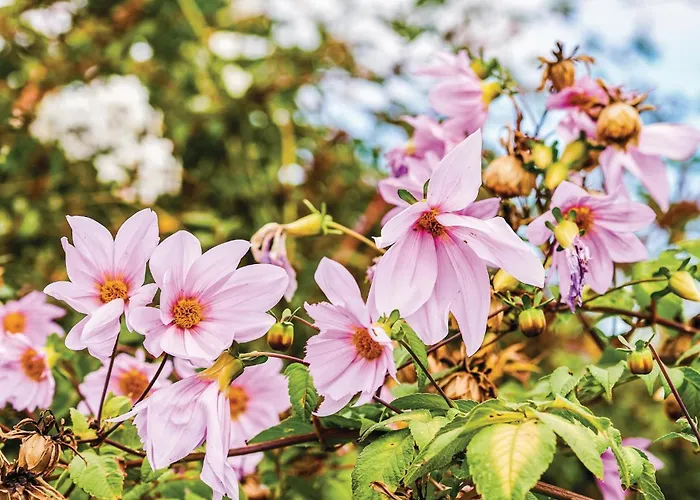Hoya Charcos Icod el Alto