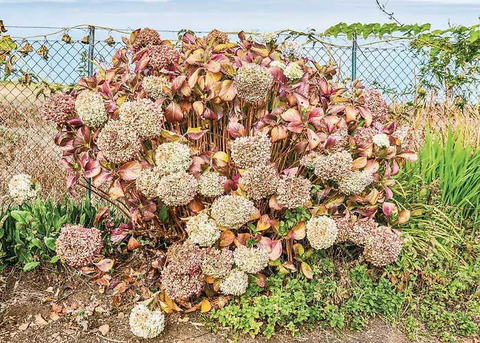 펜션 Hoya Charcos *